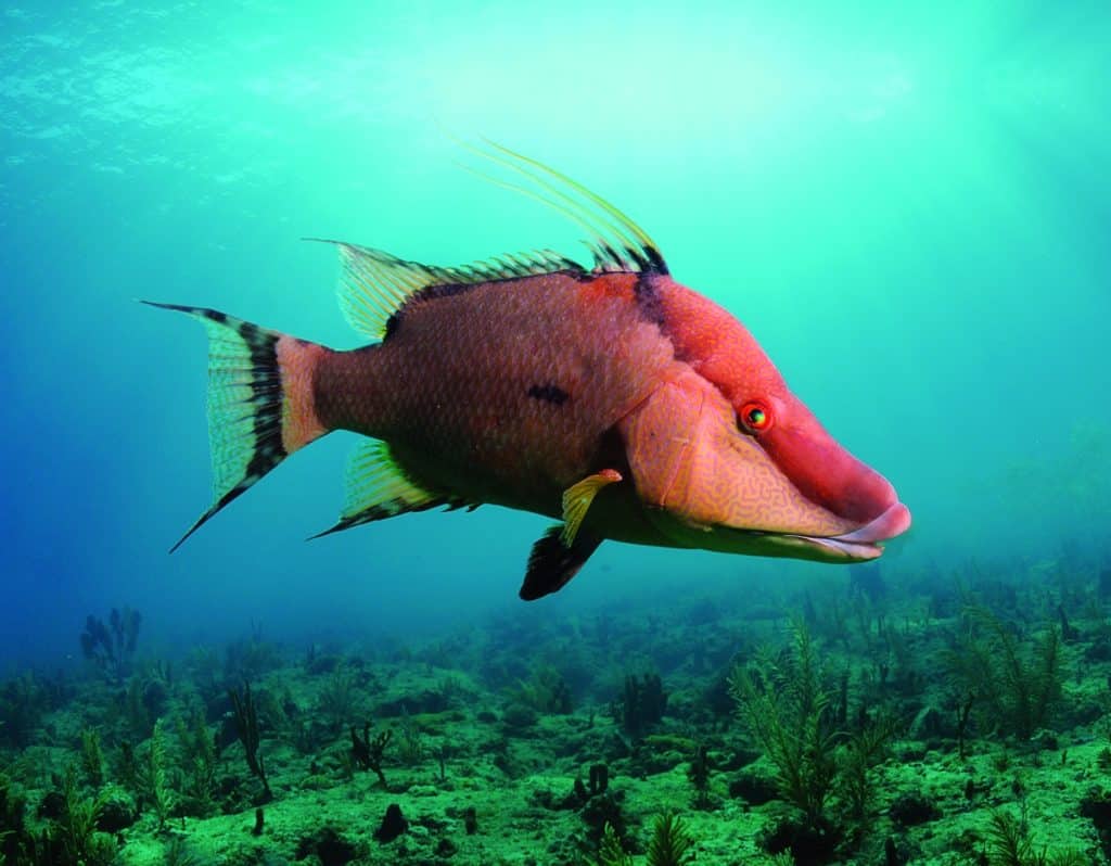 Strange Fishes from the Deep - A Hogfish