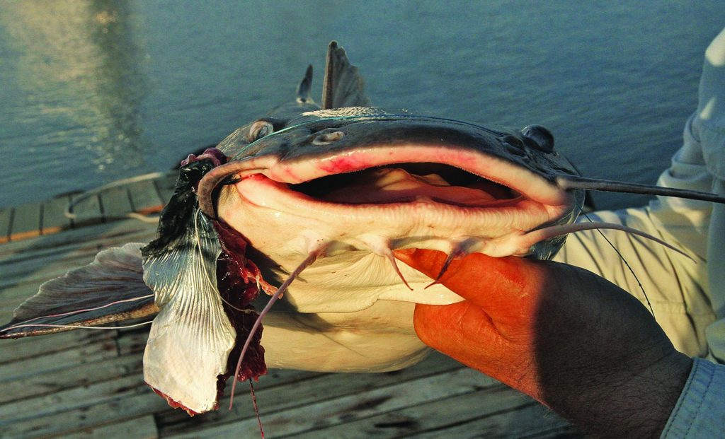 Strange Fishes from the Deep - A Flapnose Catfish