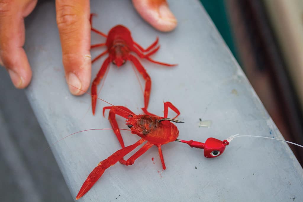 Pelagic tuna crab