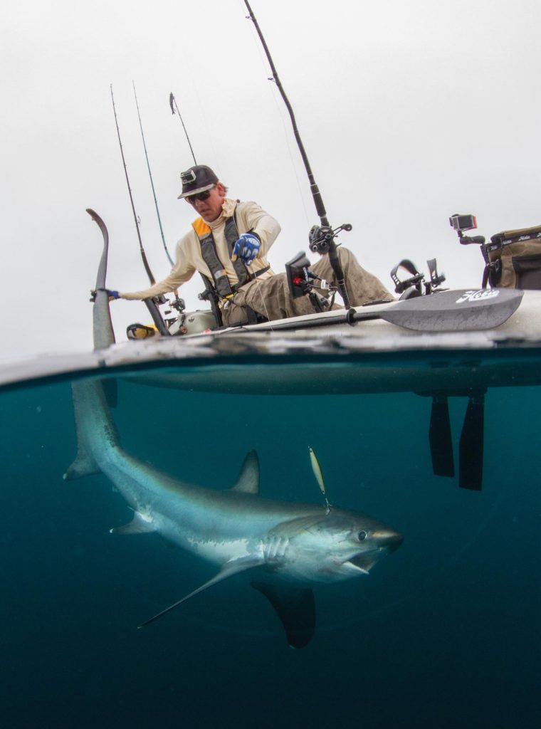 Morgan Promnitz deals with a thresher shark from the kayak.