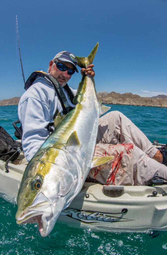 Kayak angler releases trophy yellowtail