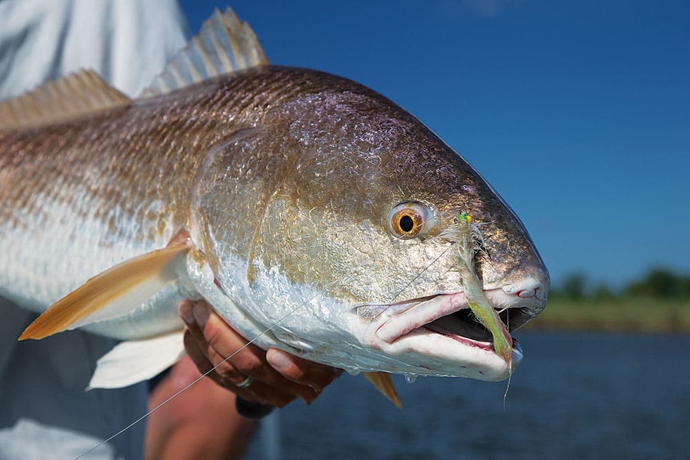 Redfish caught fly fishing in saltwater