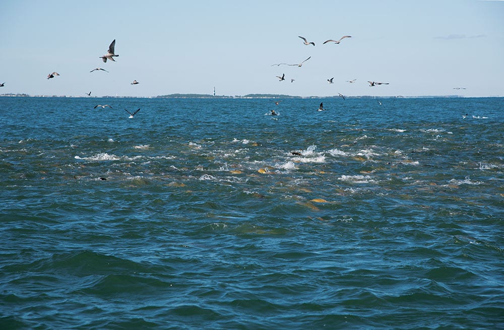 Birds and redfish at the surface of the ocean off North Carolina's coast