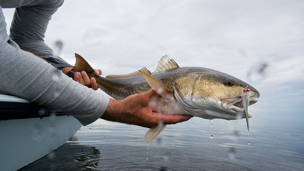 Releasing redfish caught during catch-and-release fly fishing