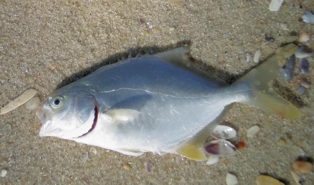 A Florida pompano in New Jersey