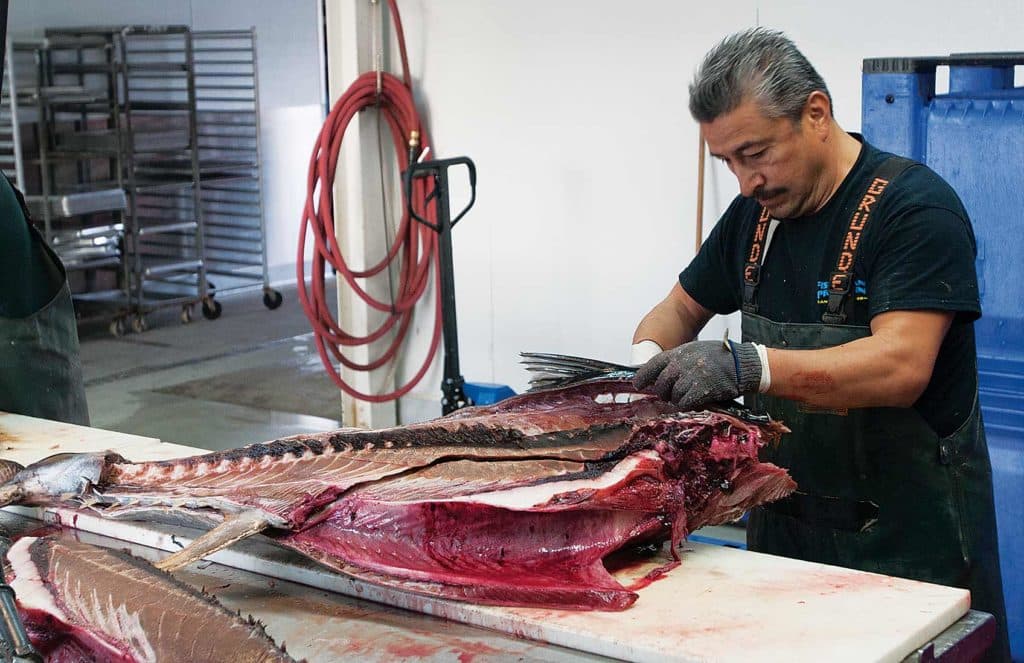 Cleaning a large tuna