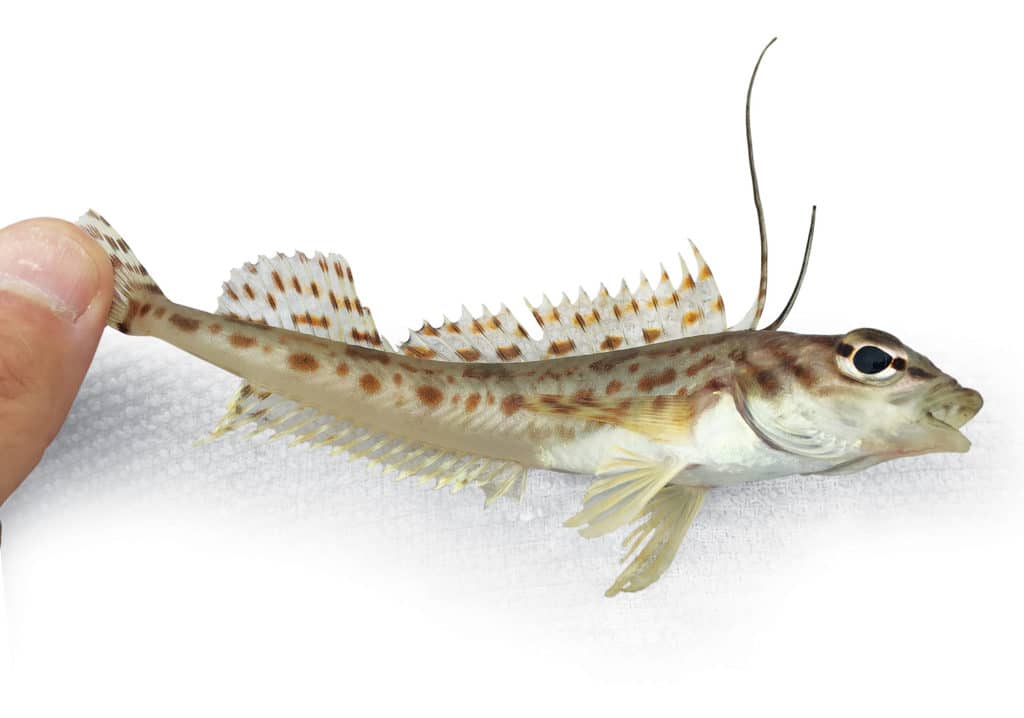 A longspine combfish