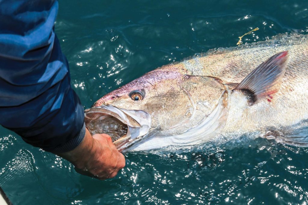 Trolling Outside the Breakers: Strategies, Lures and Baits