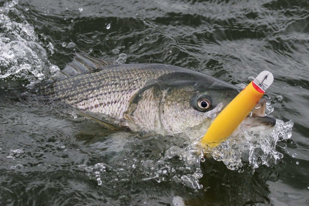 Best Lures for Striped Bass