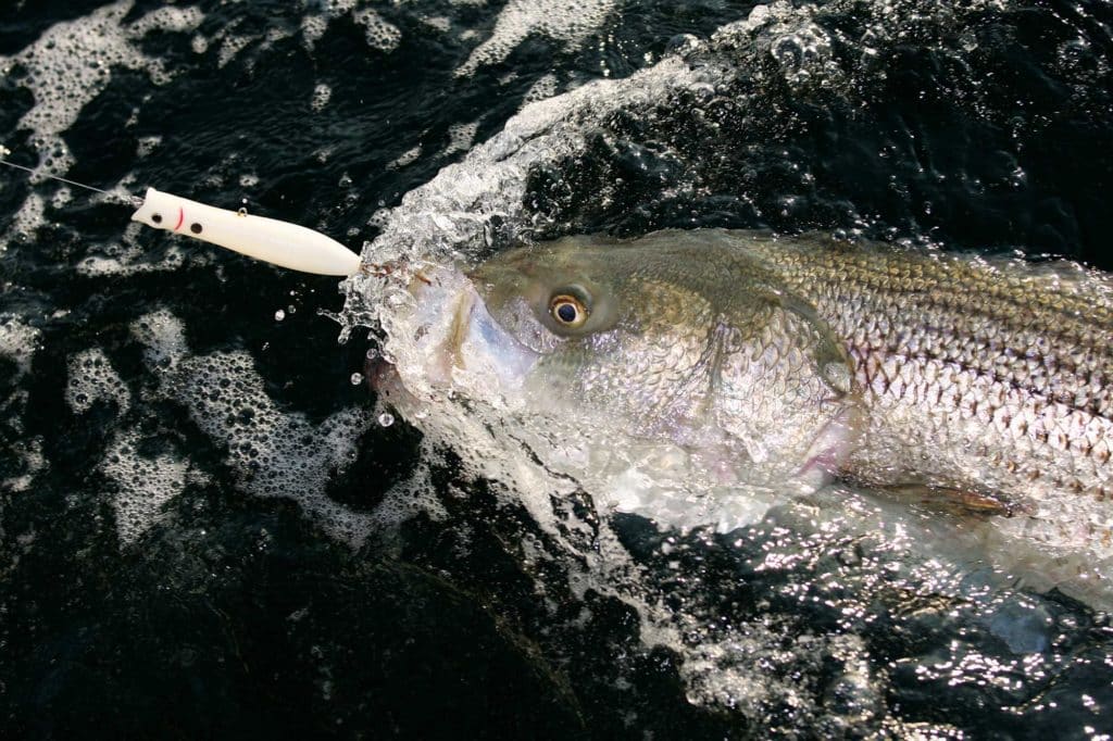 Best Lures for Striped Bass