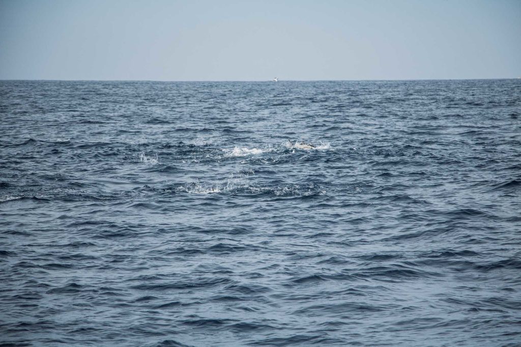 Kite Trolling for Pacific Bluefin Tuna