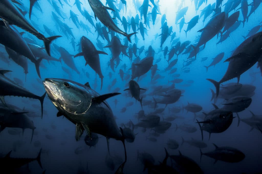 School of bluefin tuna