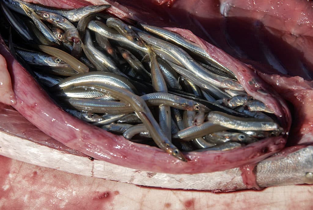Sand eels in bluefin tuna's stomach