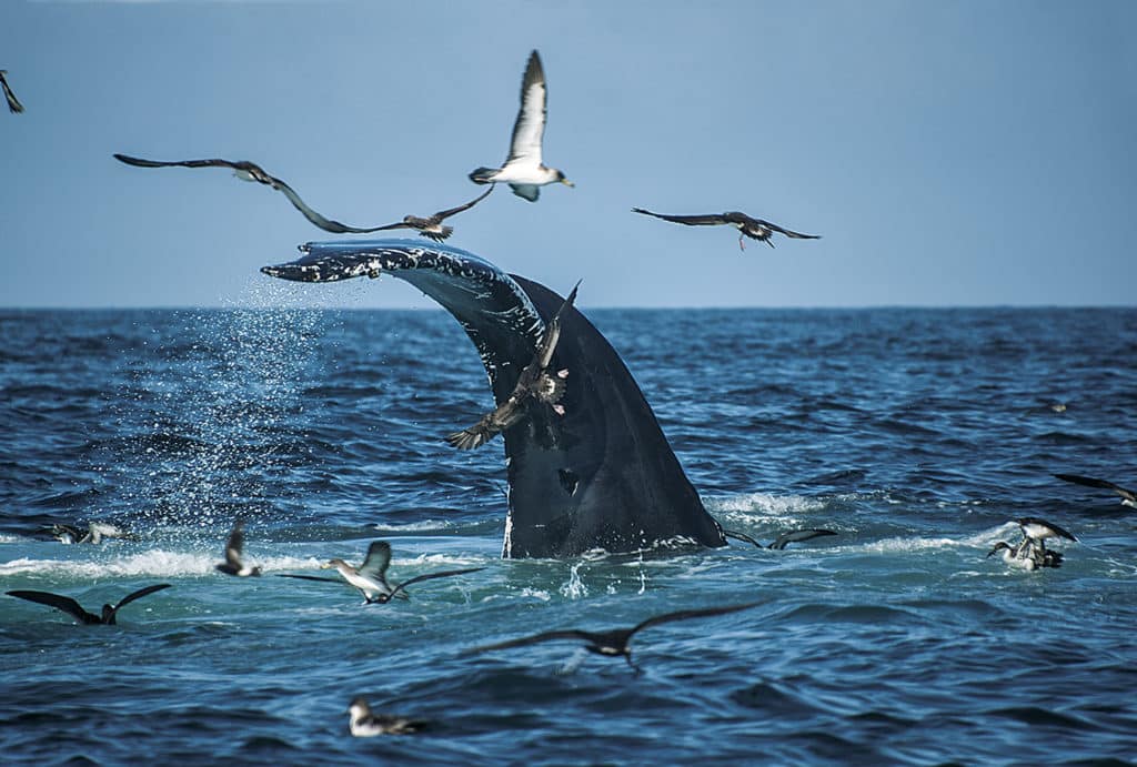 Feeding whales and birds