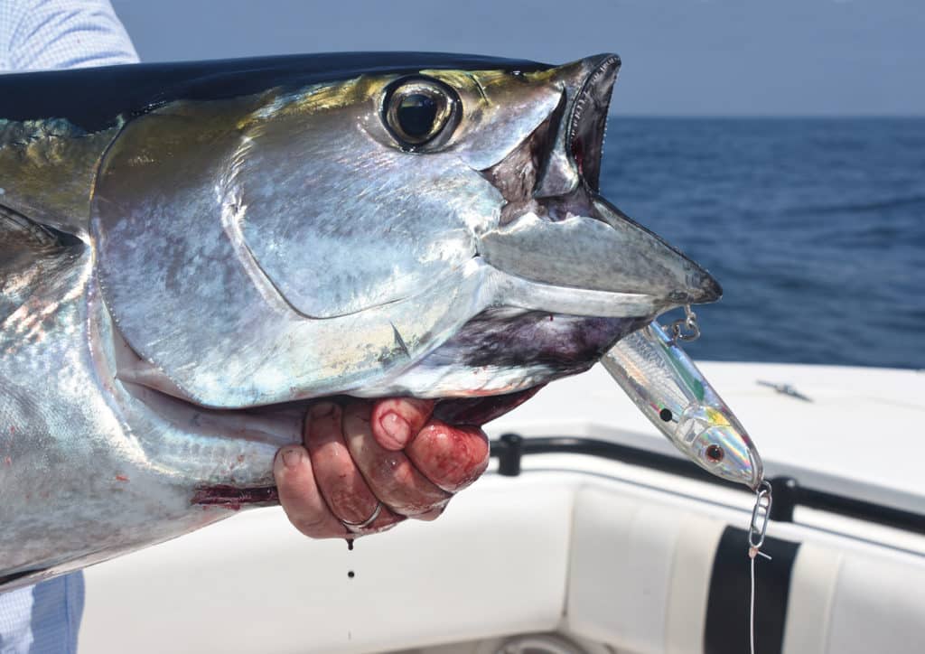 Bluefin tuna on the boat