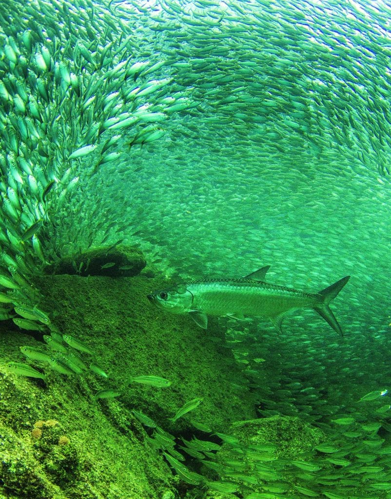 Extraordinary Photos from Sport Fishing's "Last Cast" Pages, 2018