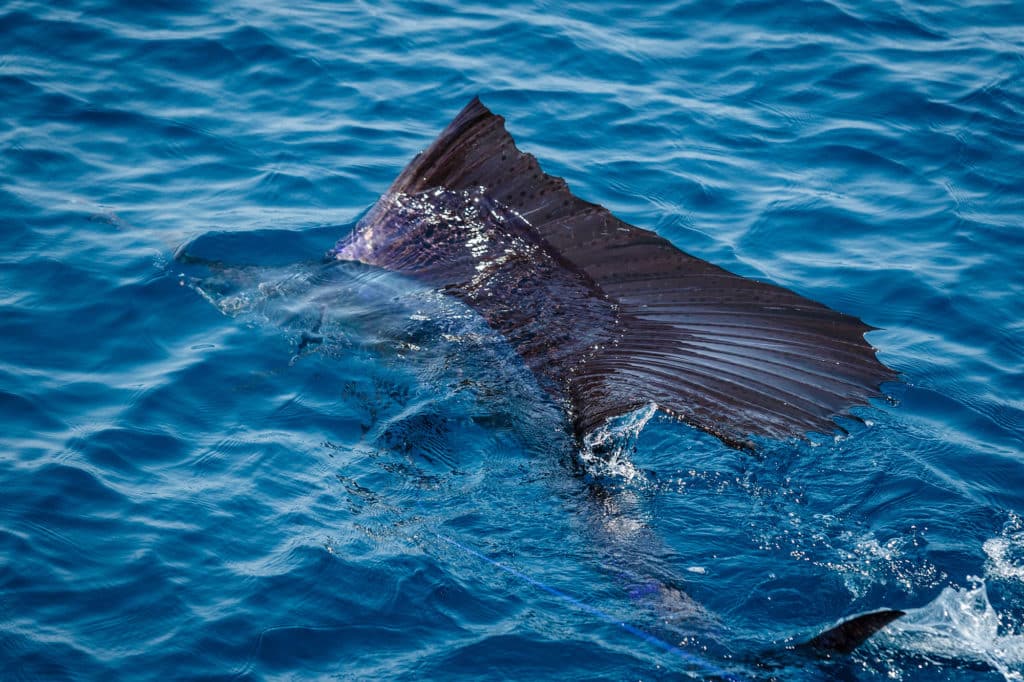 Angolan sailfish