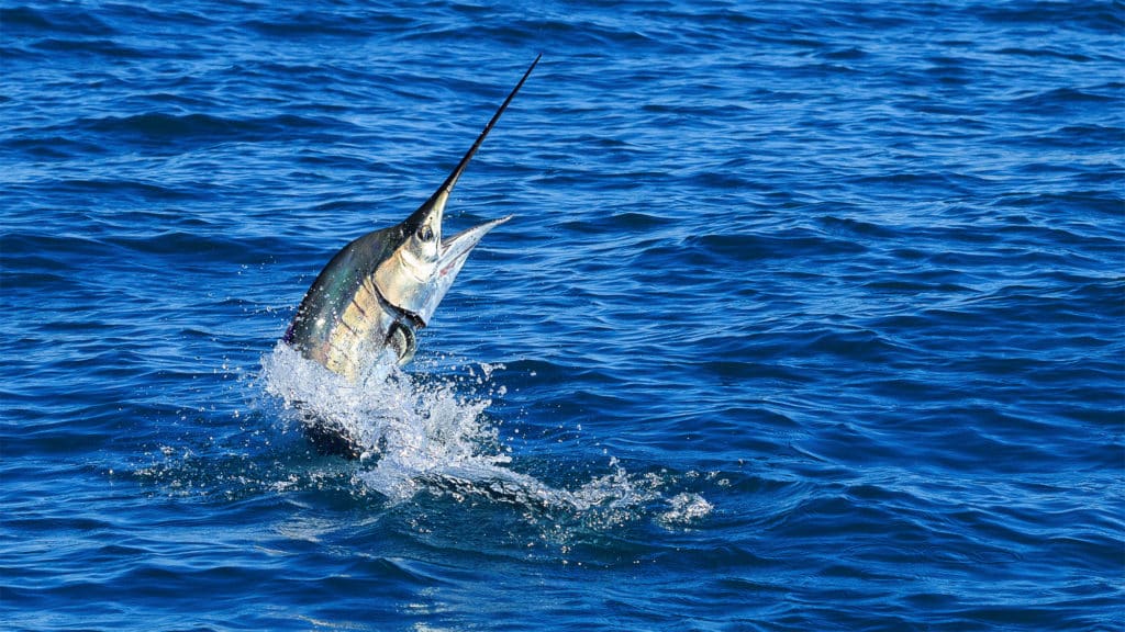 Broome’s prime sailfish grounds