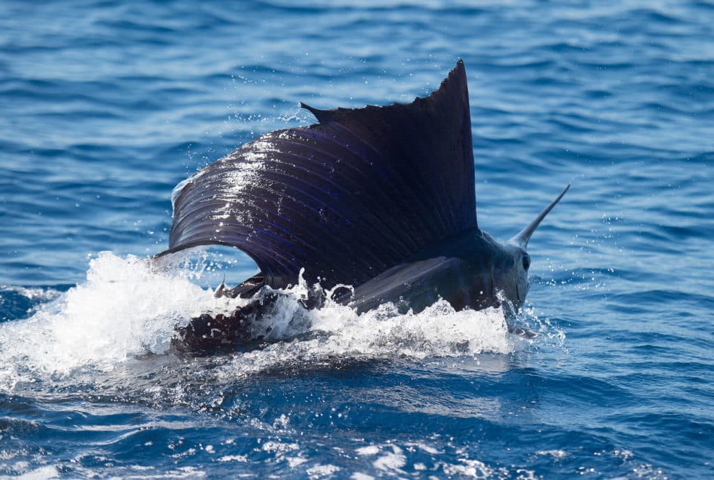 Large sailfish