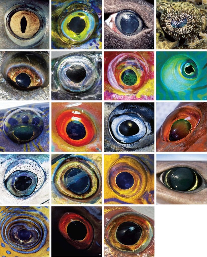 Collection of fish eyes
