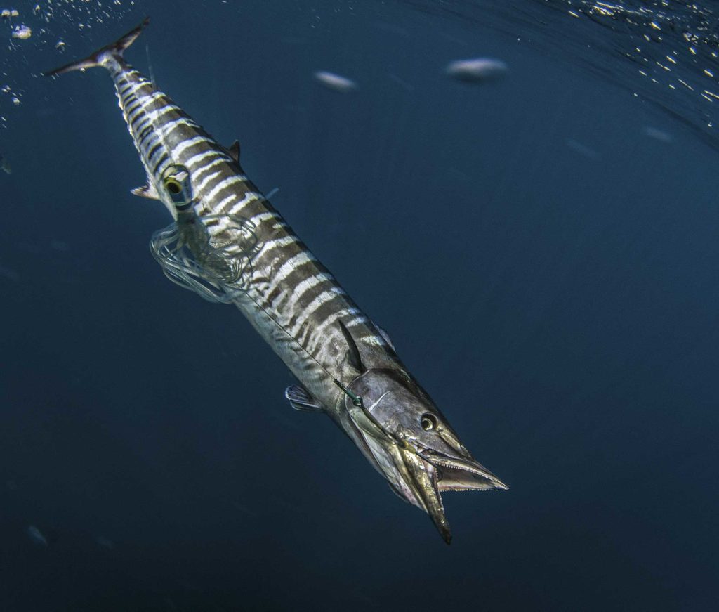 High-speed trolling for wahoo