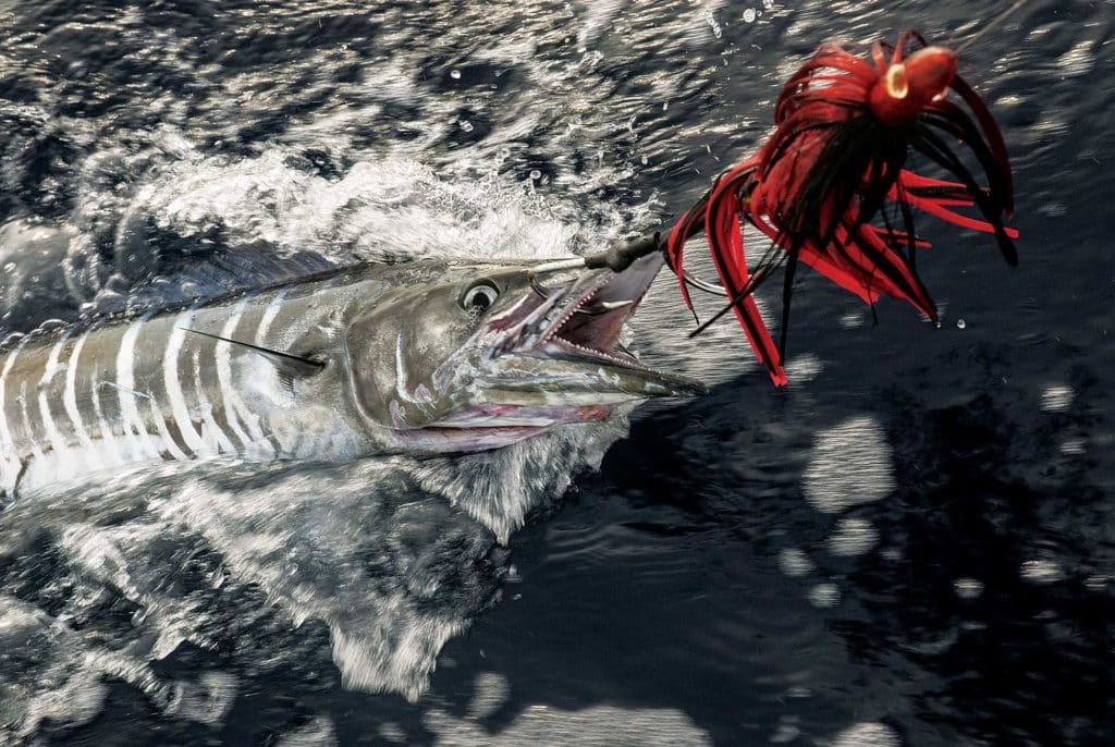 Wahoo caught on lure