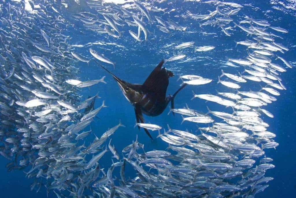Iconic bluewater gamefish
