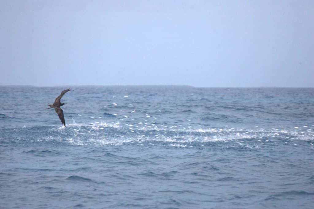 Sailfish chases ballyhoo