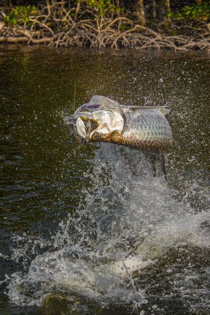 Tarpon jumping out of the water