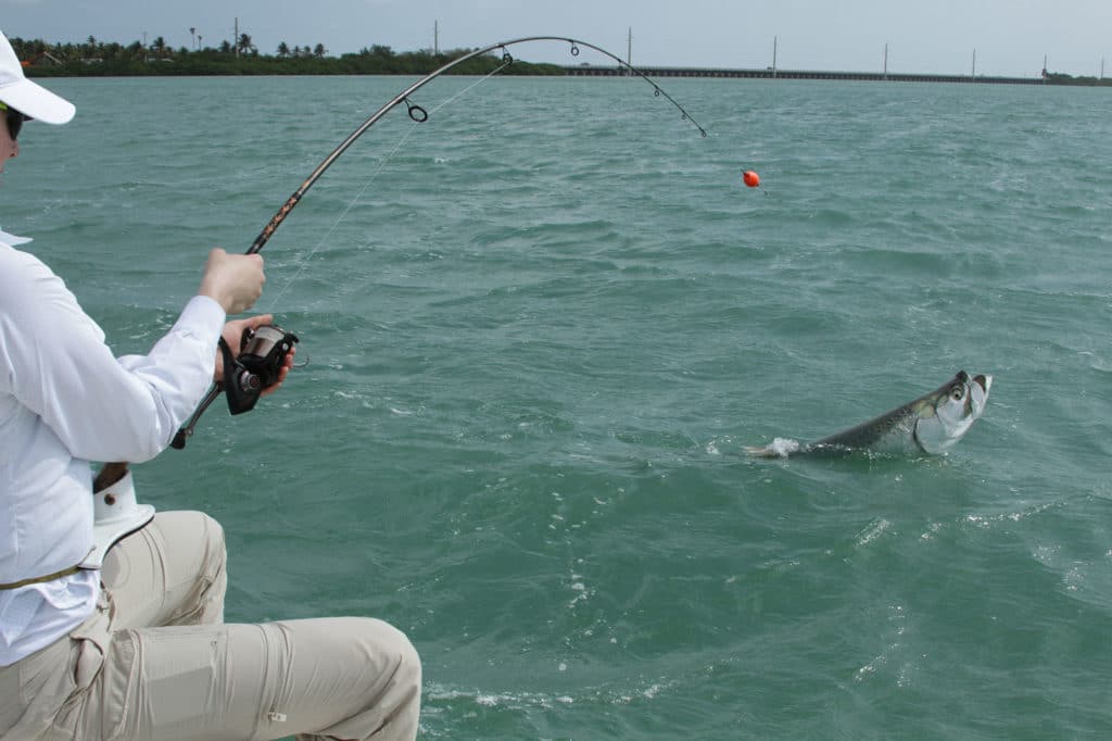 Tarpon on the hook in Key West