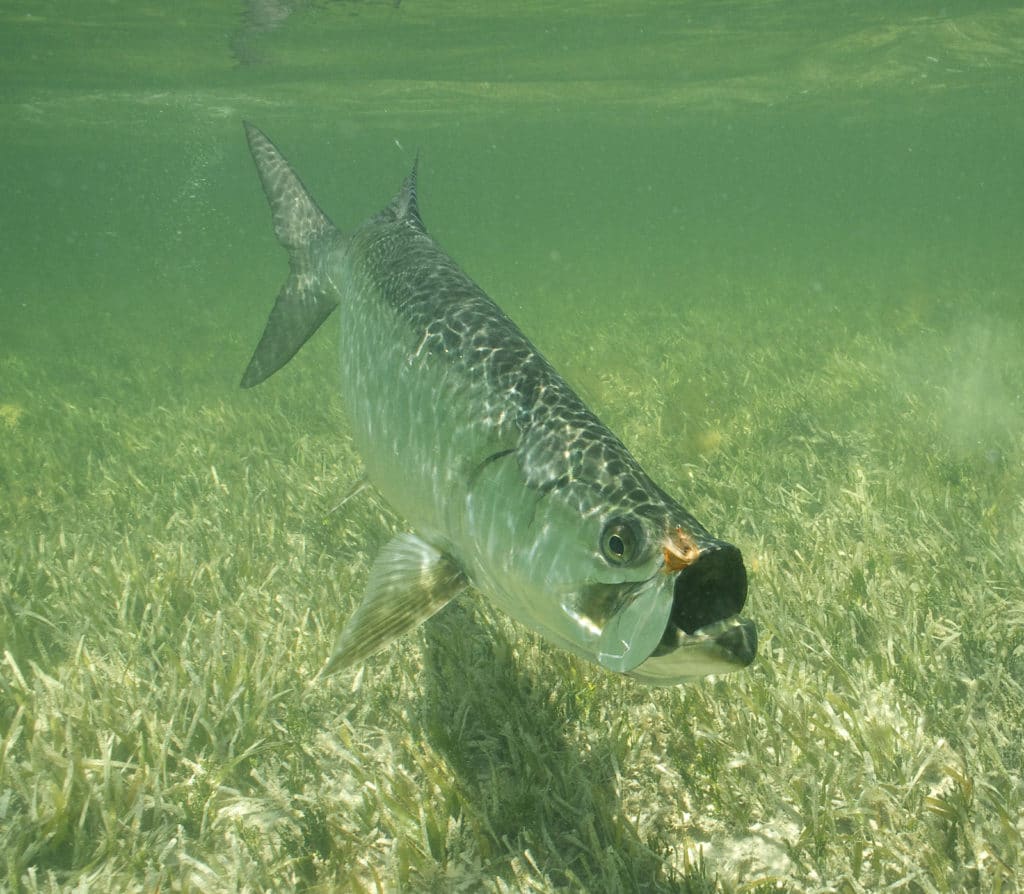 A tarpon caught on fly