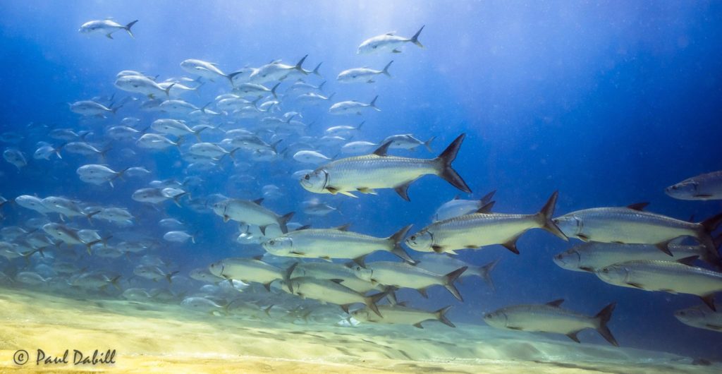 A tarpon swimming behind a school of jacks