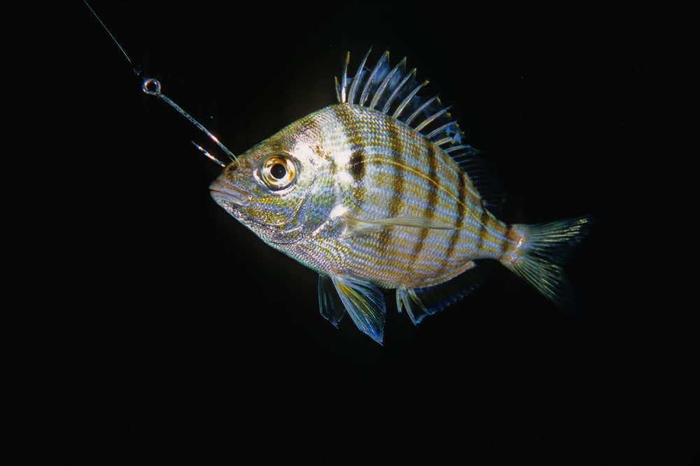 Pinfish hooked for bait