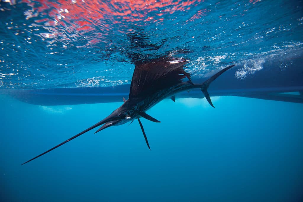 Sailfish offshore North Carolina