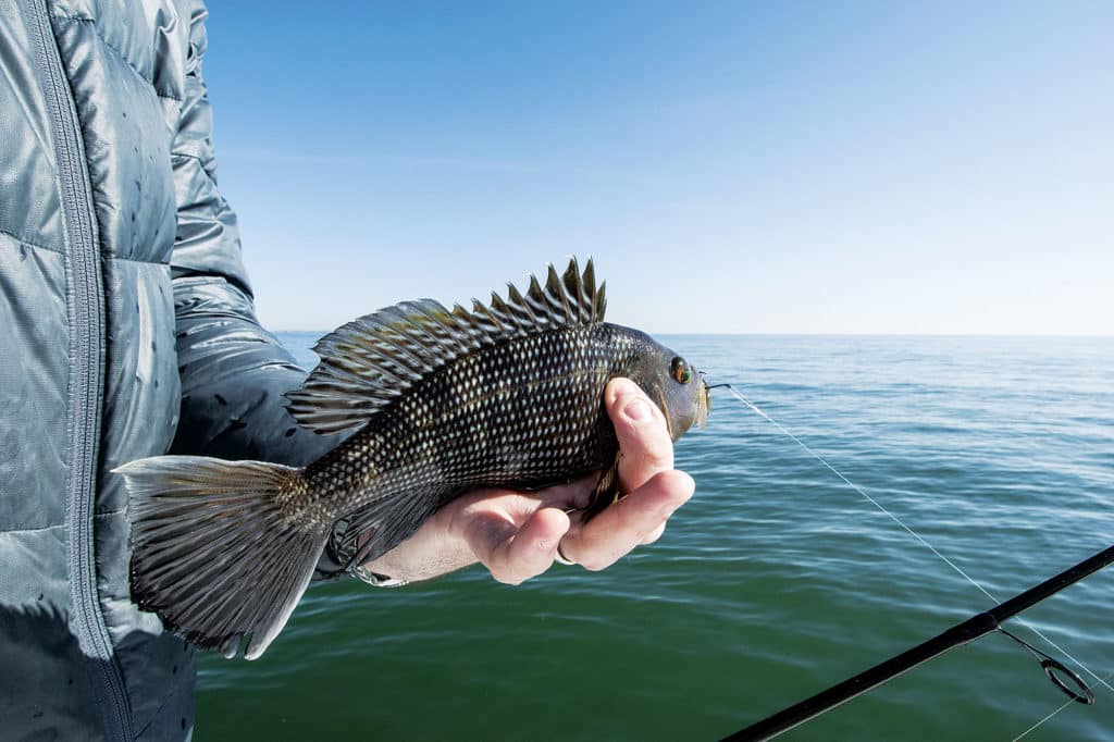 Black sea bass caught on the Regulator