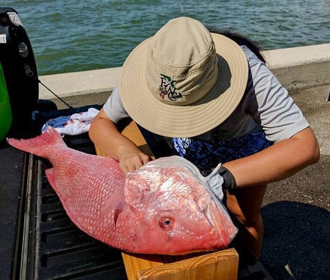 FWC Red Snapper