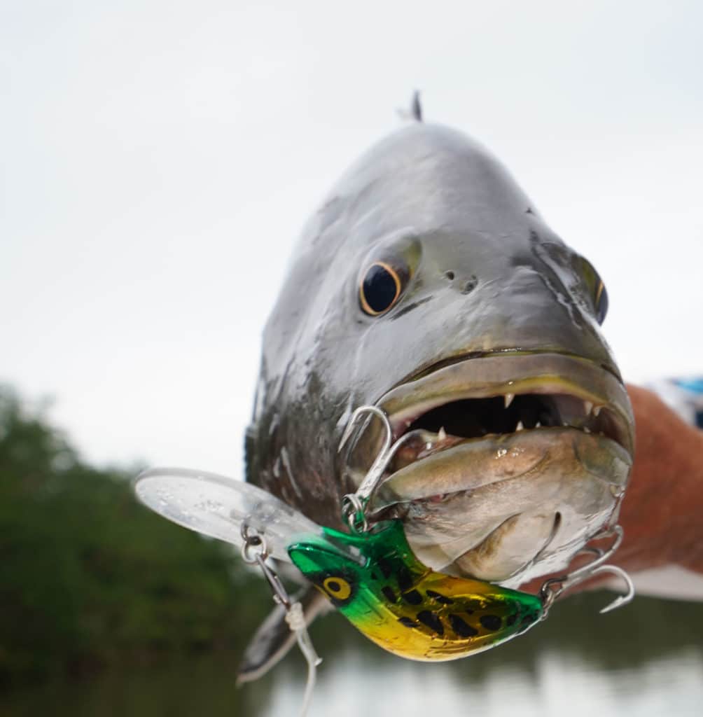 Niugini black bass caught on a Halco Poltergeist deep diver