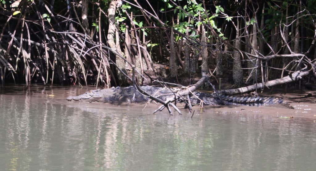 Saltwater crocodile in the river