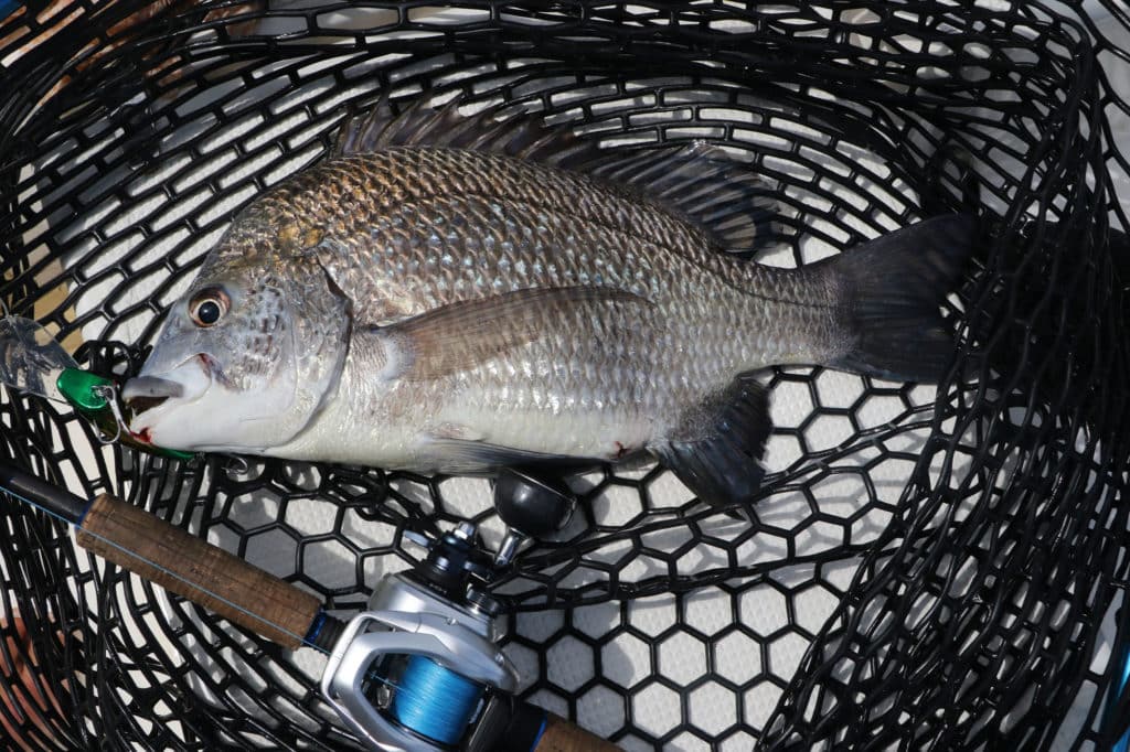 A large Pacific seabream caught on a Halco