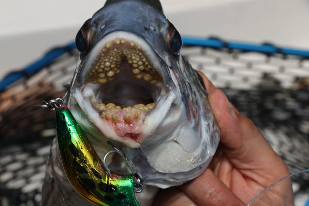 Seabream teeth