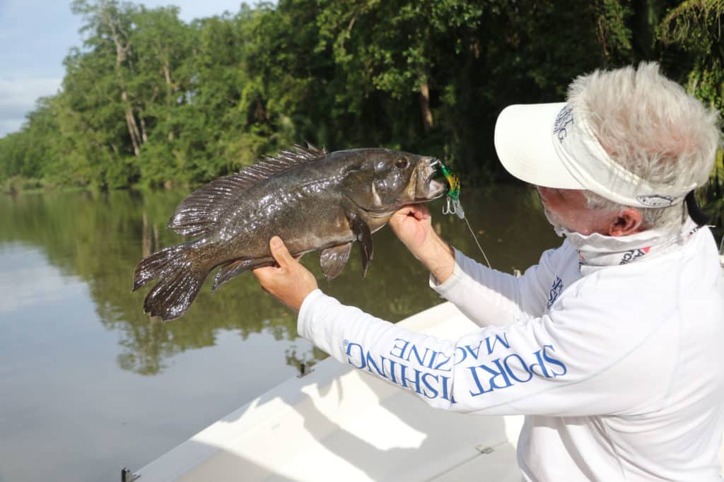 White-spotted grouper caught