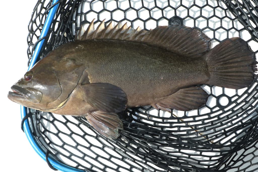 White-spotted grouper in a net