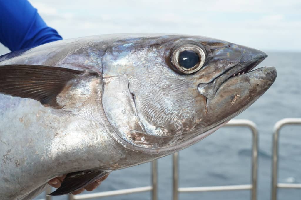 Dogtooth showing its teeth