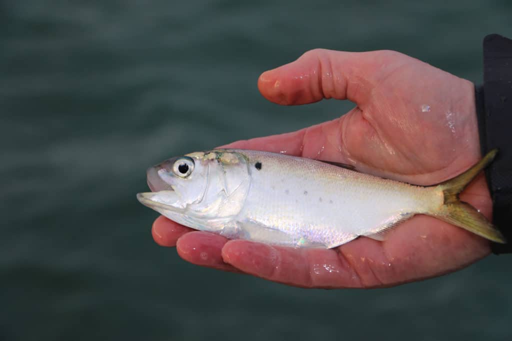 Fight Against Atlantic Menhaden Certification