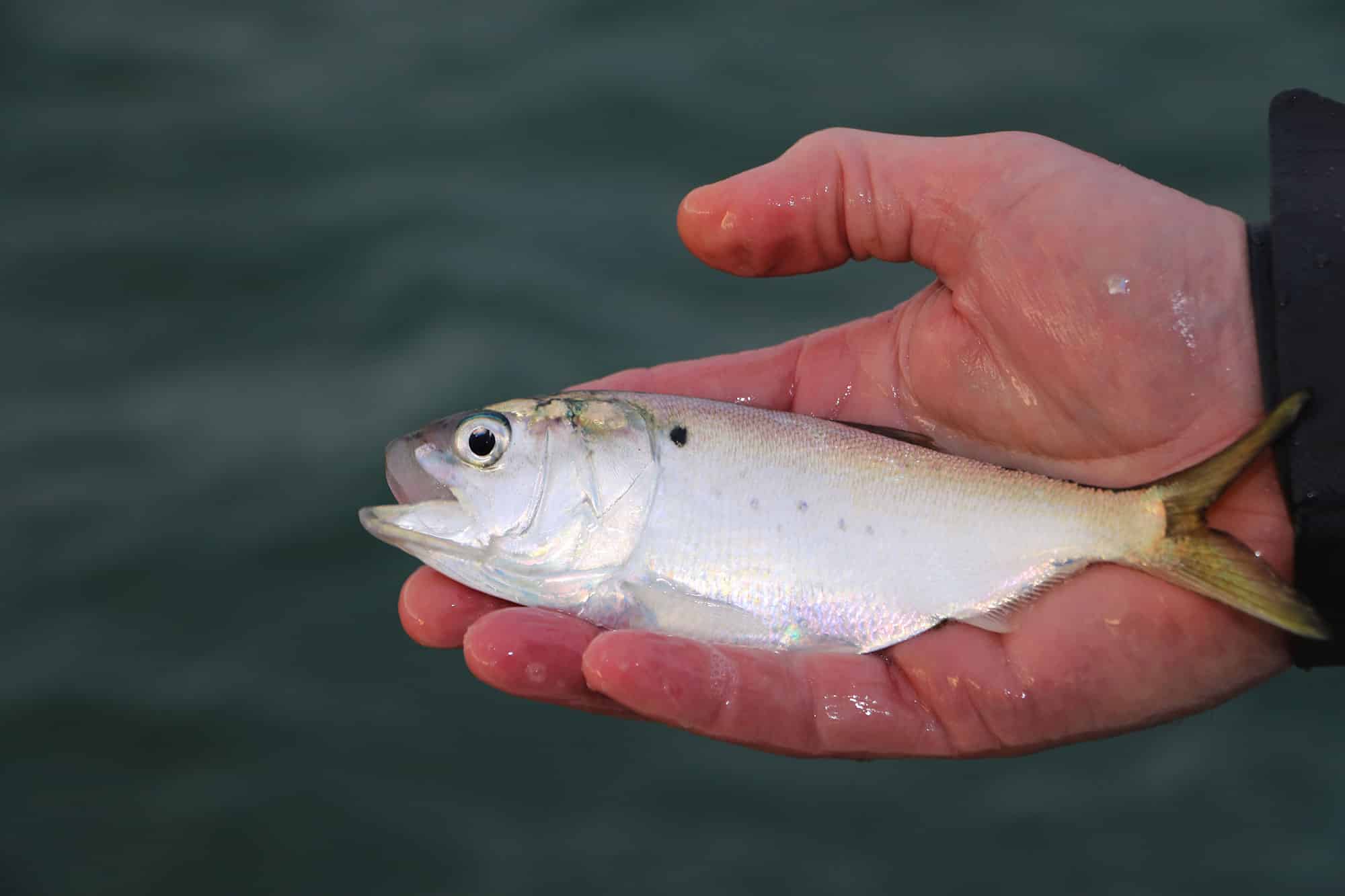 Fight Against Atlantic Menhaden Certification Moves to Next Round