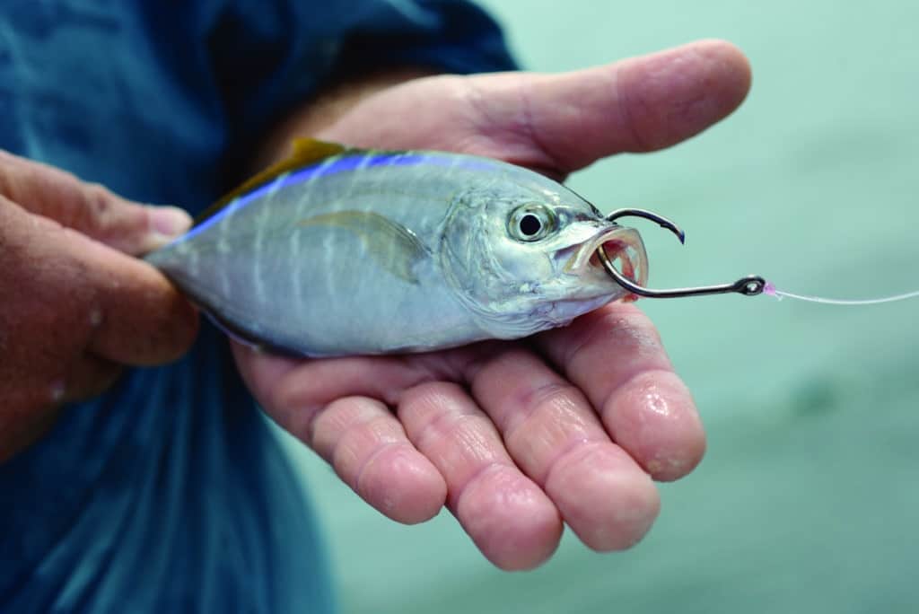 Fishing with Live Bait, How to Hook Live Bait