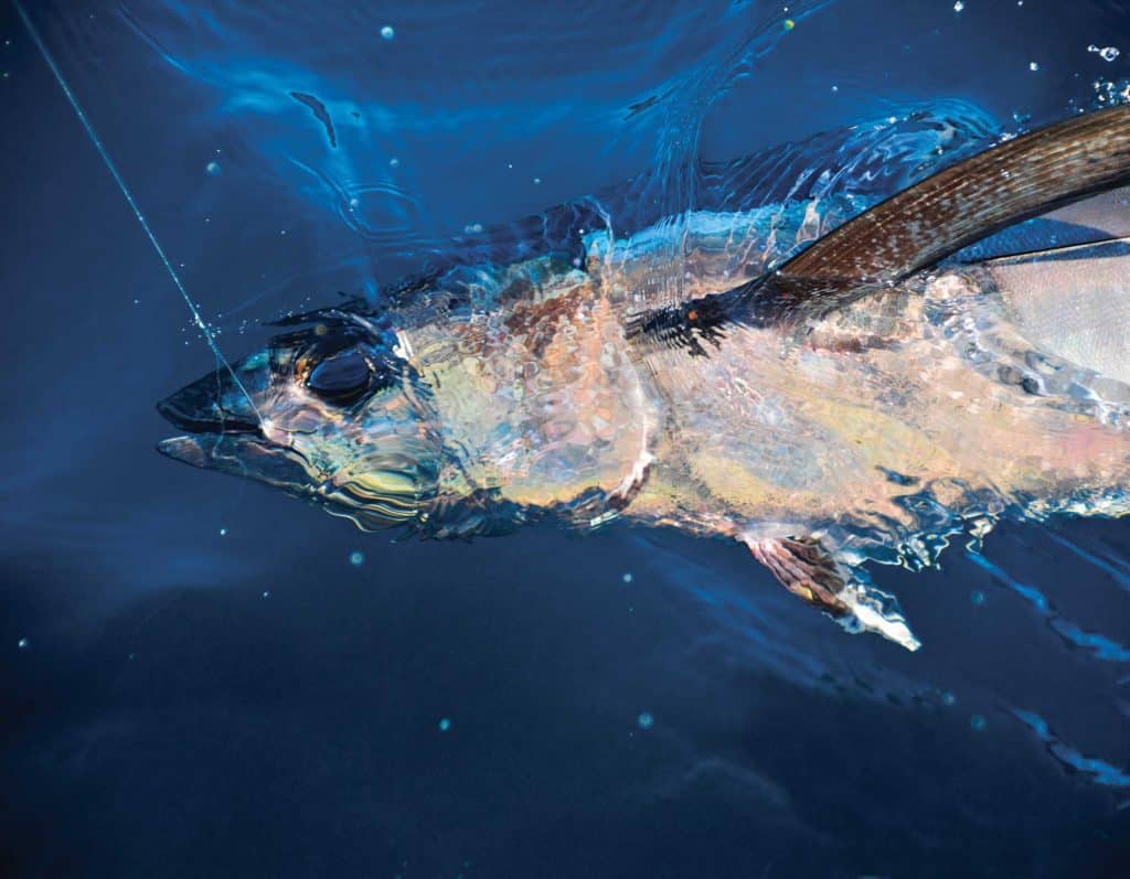 longfin tuna in Pacific Northwest