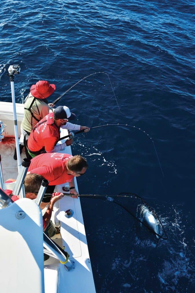 fishing for albacore with live chum