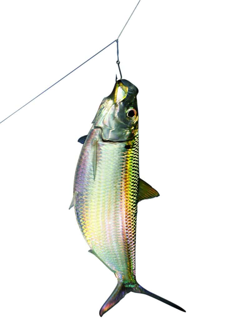 Costa Rica fishing - herring