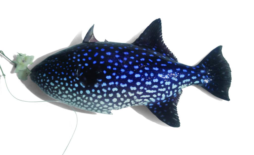 Strange Fishes from the Deep - Rough Triggerfish